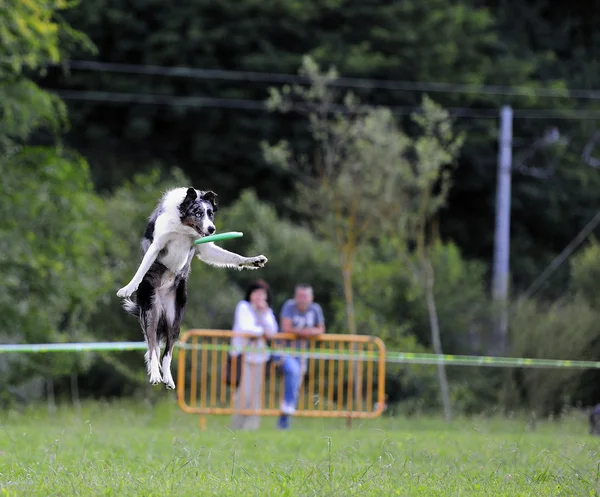 Australian Shepherd frisbee dog in test