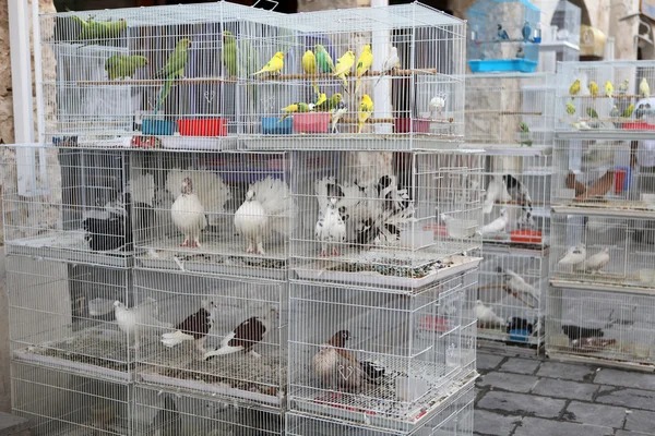 Caged birds in pet market