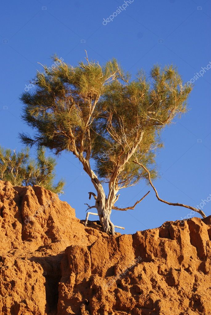 Gobi Tree