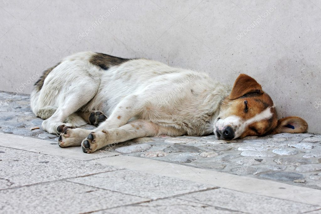 Abandoned Dog On The Street — Stock Photo © Jrp_studio #7116826