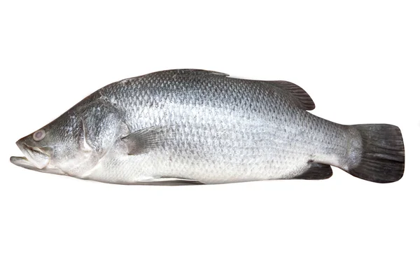  Fish  White  Bass on Fresh Sea Bass Fish Isolated On White   Foto Stock    Juriah Mosin