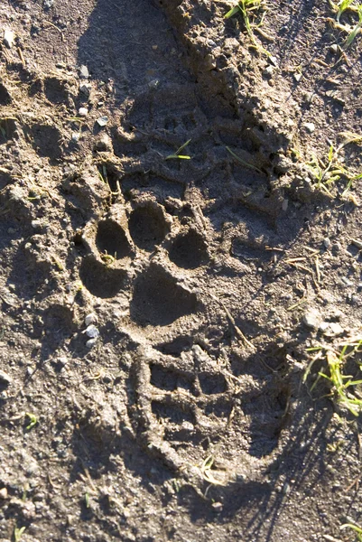 Paw print and foot print in mud