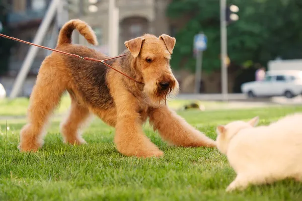 Airedale terrier playing with cat on a green lawn