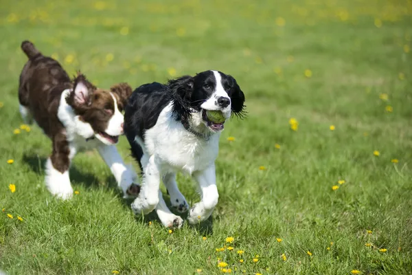 Two dogs playing chase