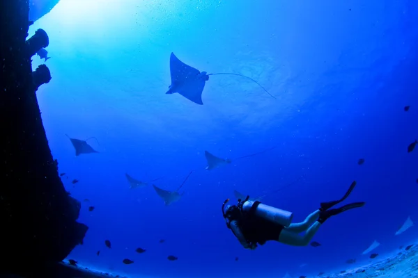 Diver with eagle rays
