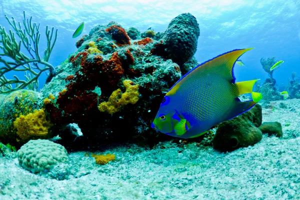 Blue and yellow angel fish