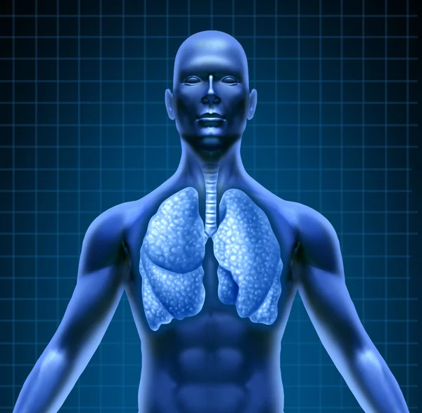 Human repiratory system