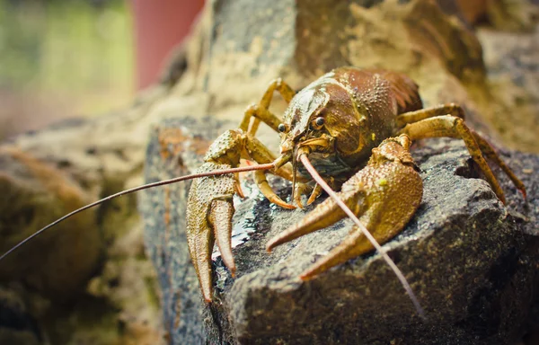 The crawfish on a stone
