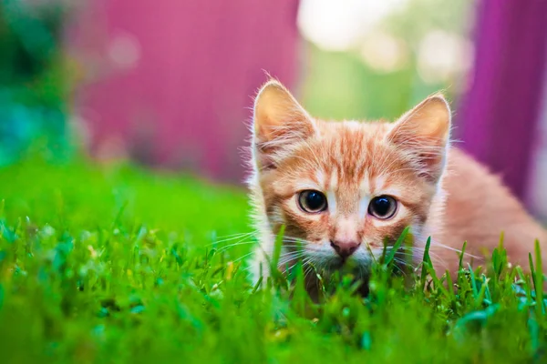 Young kitten is hunting on green grass