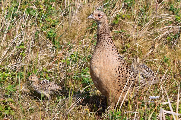 Pheasant female bird with juvenile