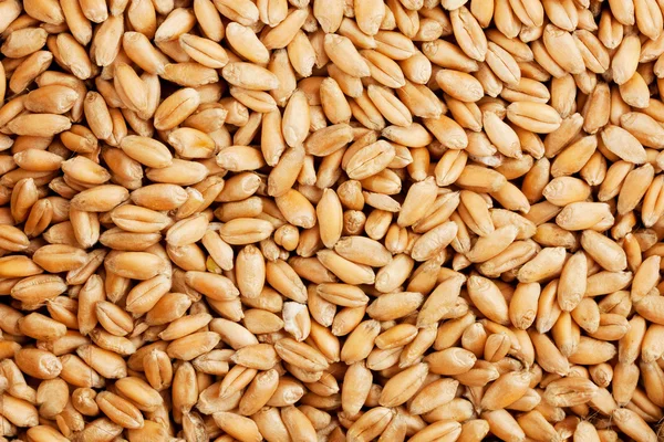 Natural oat grains background
