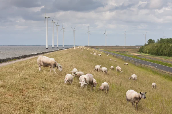 Grazing sheep with some big windmills in the sea behind them