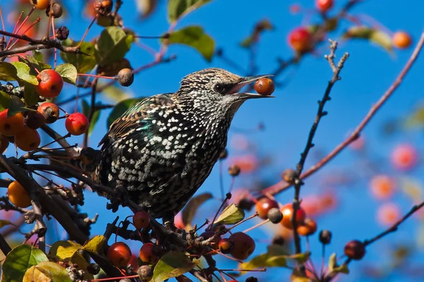 A spotted starling eating fruits in an apple tree