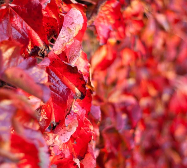 Closeup on Fading Autumn Leaves. Shalow Focus