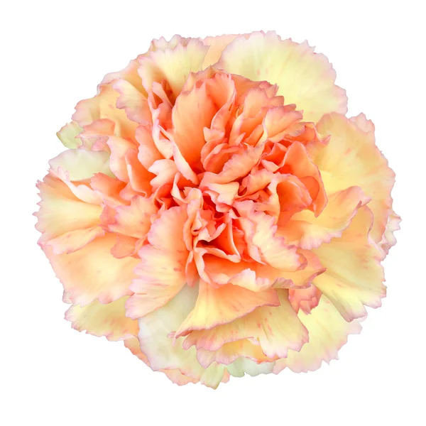 Pink Yellow Carnation Flower Isolated on White