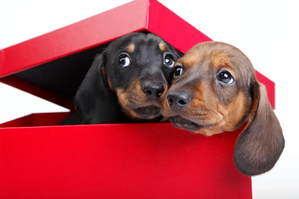 Dogs in BoX