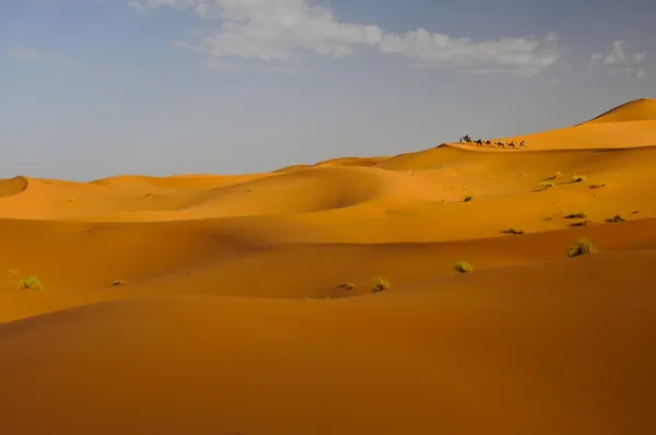 Camel caravan with tourists riding along sand dunes at sunrise