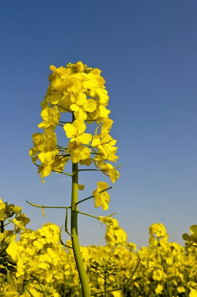 Yellow rapeseed flower on blue sky background