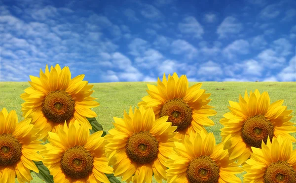 Beautiful sunflowers with green grass and blue sky