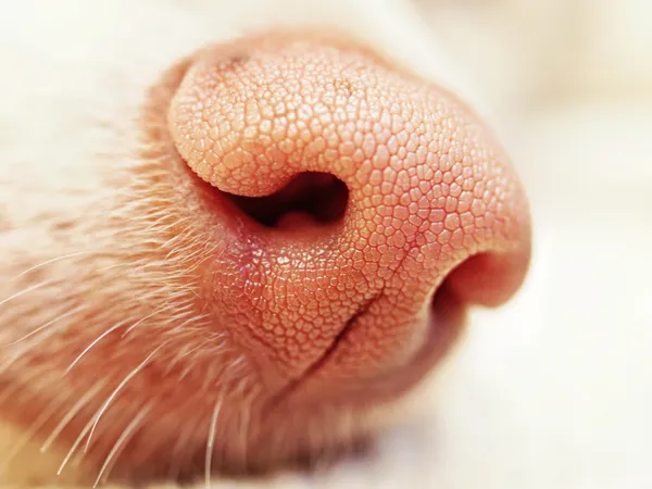 Close up of pink dog nose