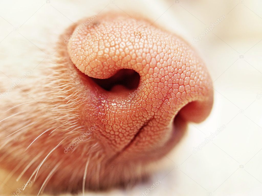 Close up of pink dog nose — Stock Photo © ninle500 7593629