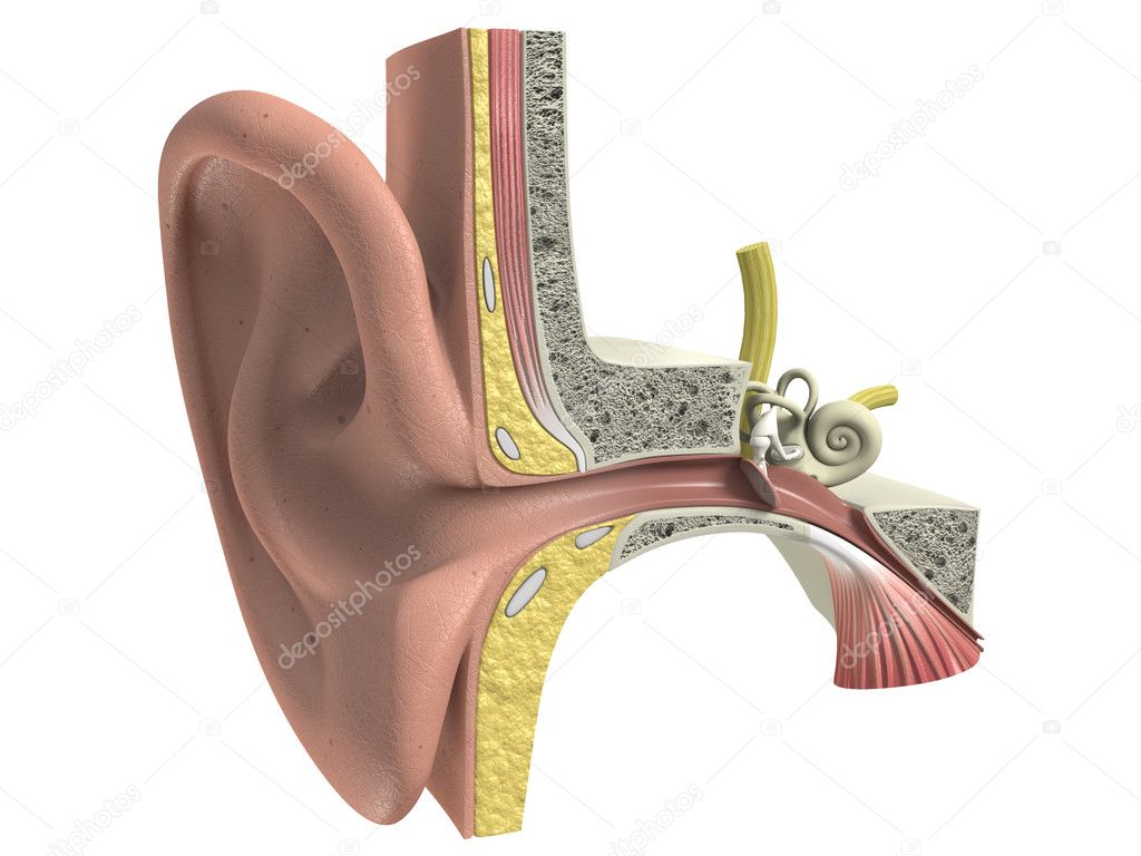 Three dimensional human ear anatomy โ Stock Photo ยฉ designlab #7855548 Biology Diagrams