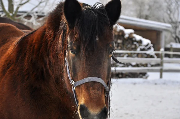 Carriage Horse on its paddock in Winter