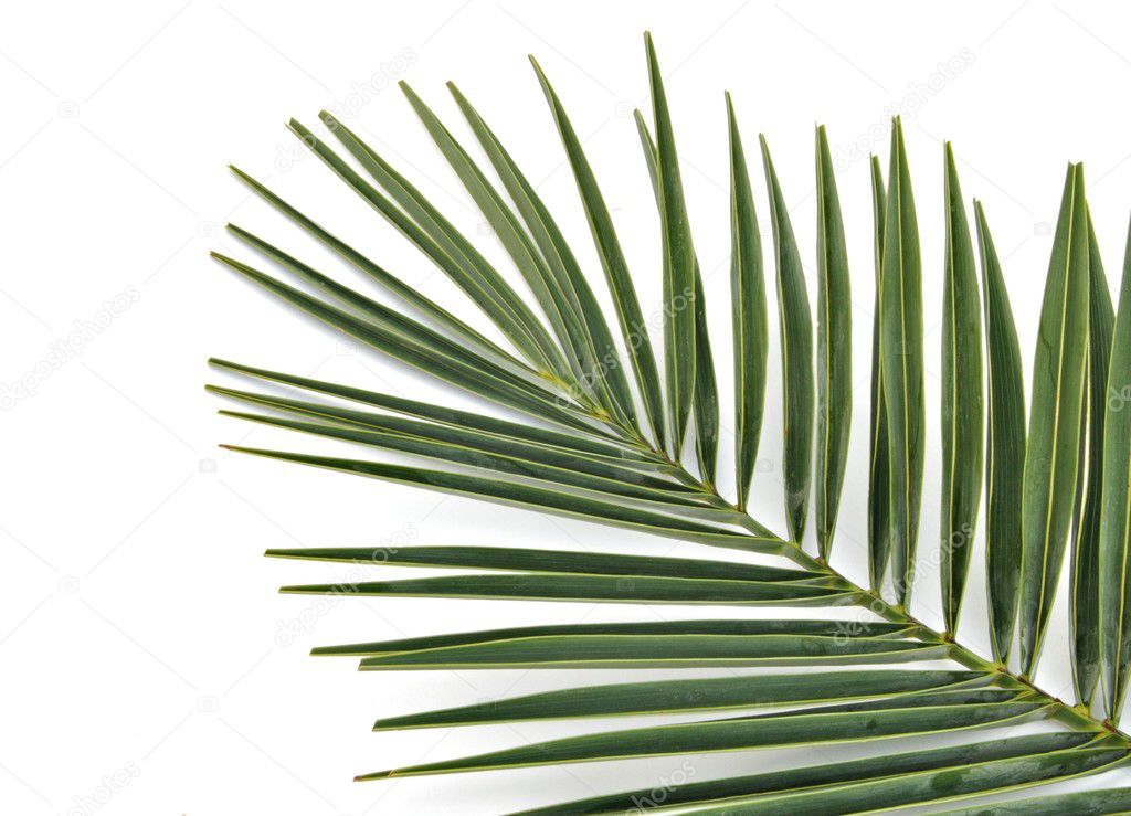HOJA PALMERA hoja palmera: