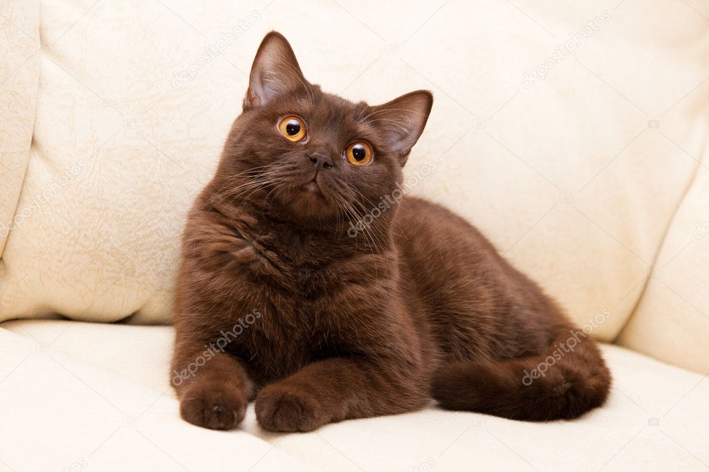 Brown Cat