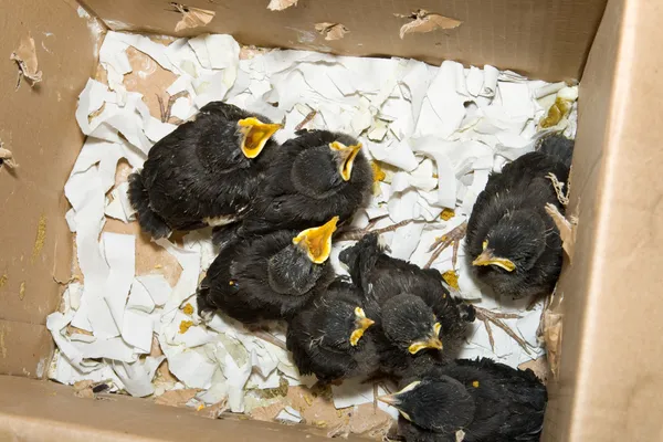Group of Hungry Baby Birds in Cardboard Box, Shanghai China