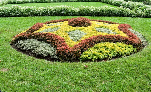 Abstract Shape Created With Plants in Ornamental Garden