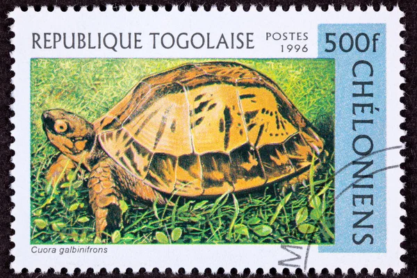 Canceled Togan Postage Stamp Vietnamese Box Turtle Cuora Galbini
