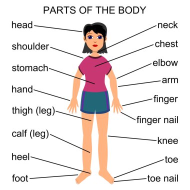 Level 3-4 Lcb!: Vocabulary Illnesses And Parts Of The Body