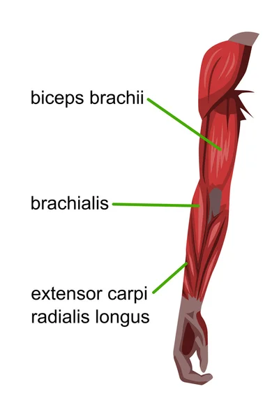 Back Arm Muscles