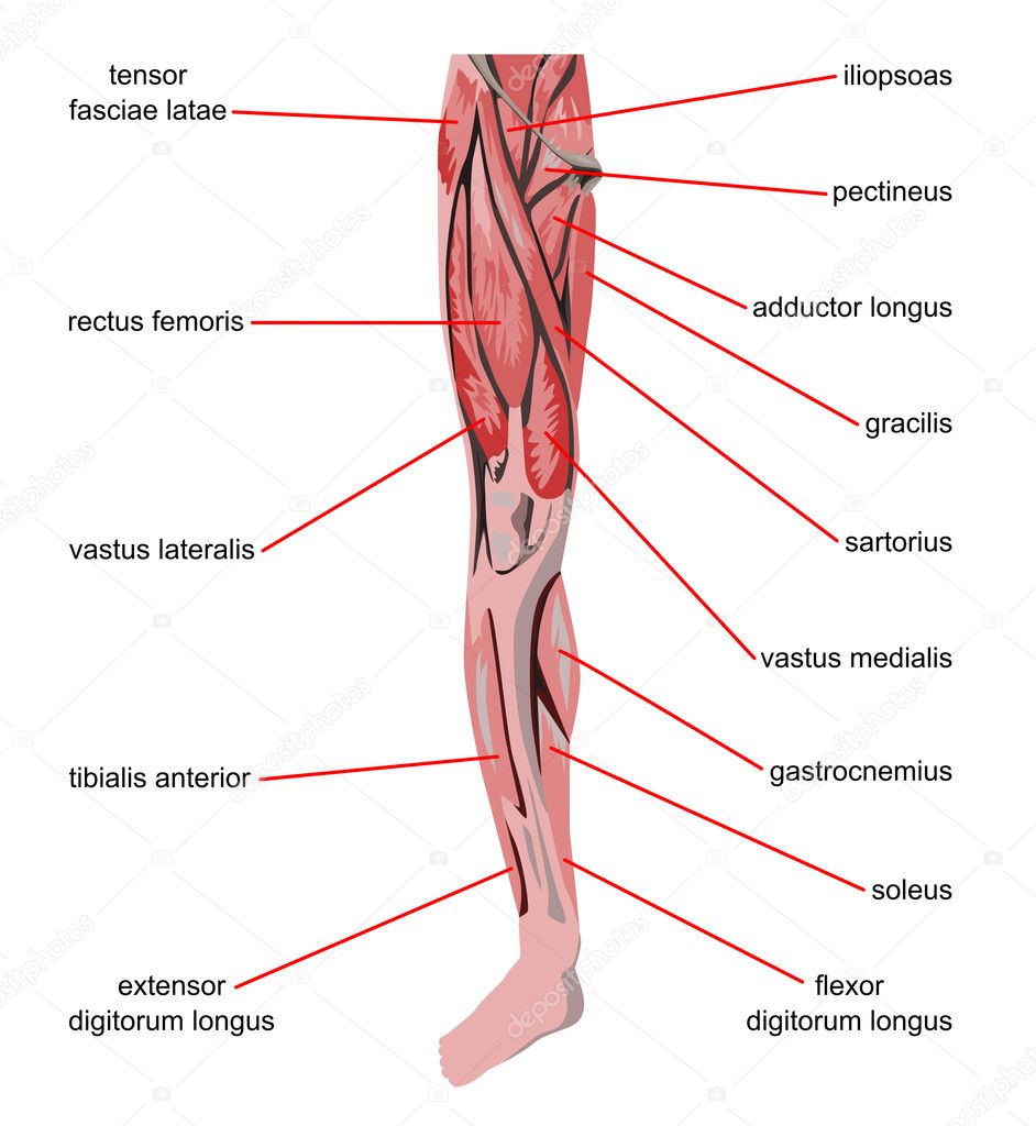 The Human Legs