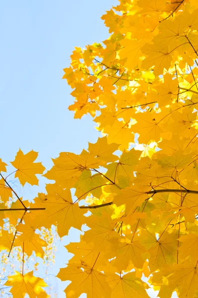 stock image Maple Leaves