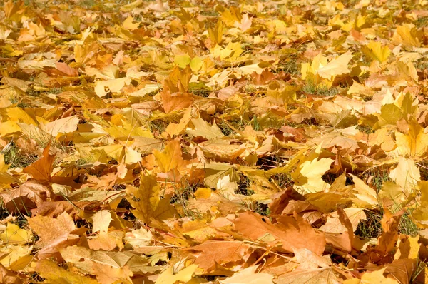 stock image Maple Leaves