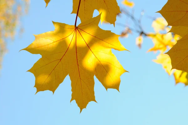 stock image Maple Leaves