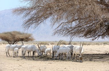 Oryx herd clipart
