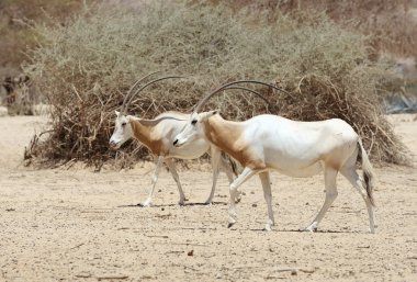 Scimitar Oryx clipart