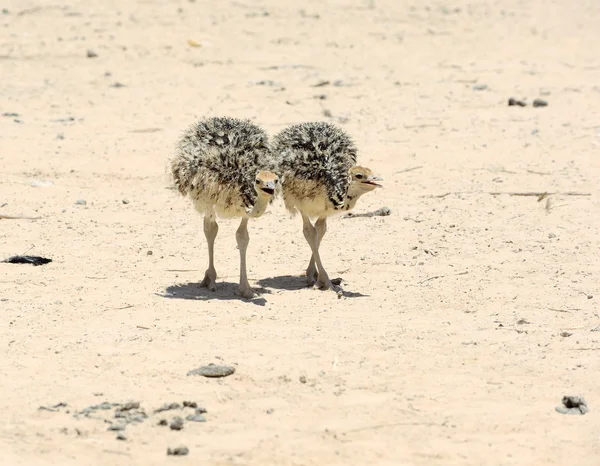 Dois pintainhos de avestruz africanos — Fotografia de Stock
