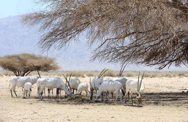 Oryx stada — Zdjęcie stockowe