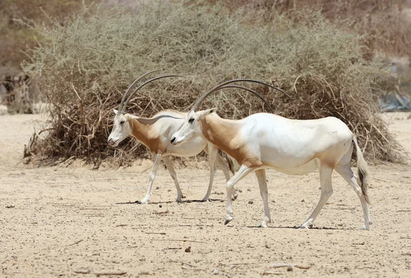 Ятаган Oryx — стокове фото