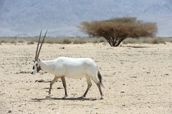 Oryx — стокове фото