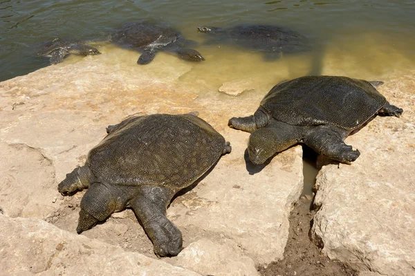 Yumuşak Kabuklu Kaplumbağa (Trionyx triunguis)