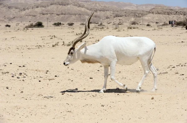 Screwhorn antelope — Stock Photo, Image