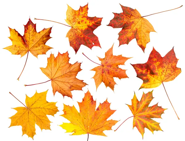 Set van herfst bladeren, geïsoleerd. — Stockfoto