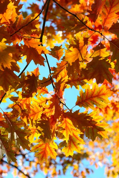 Herbstblätter. — Stockfoto