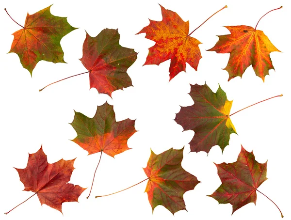 Set of Autumn leaves, isolated. — Stock Photo, Image
