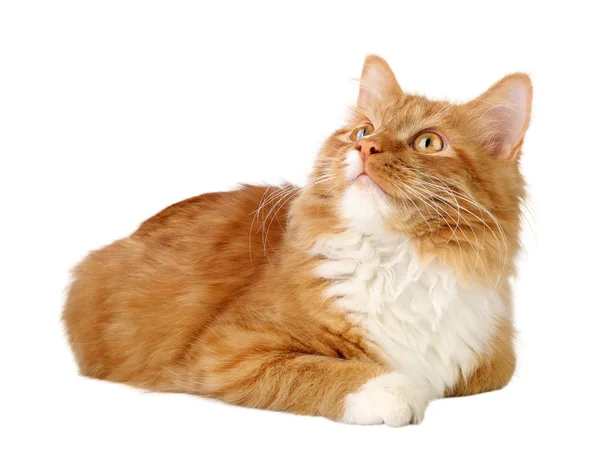 Рыжая кошка — стоковое фото